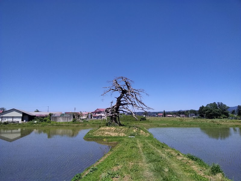 五輪塚と松の老木