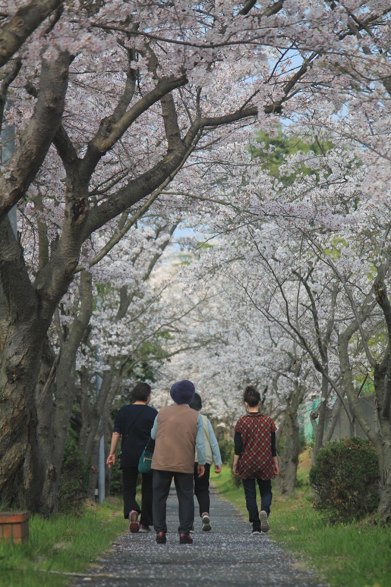 長田野の桜並木