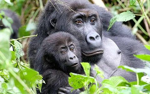 Africa Adventure Vacations | Best Gorilla Tracking Company in Uganda & Rwanda | Bird watching Uganda | Uganda Safaris | image