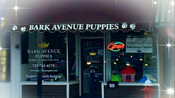 Bark Avenue Puppies