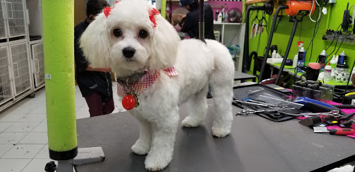 Pet Groomer «Puppies & Grooming», reviews and photos, 28858 S Dixie Hwy, Homestead, FL 33033, USA