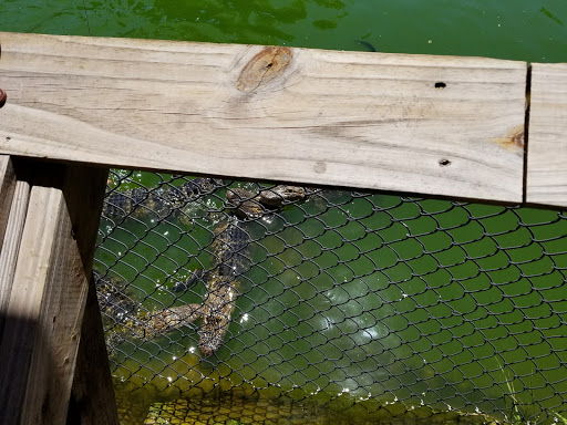 Miniature Golf Course «Golf N Gator», reviews and photos, 6355 N Atlantic Ave, Cape Canaveral, FL 32920, USA