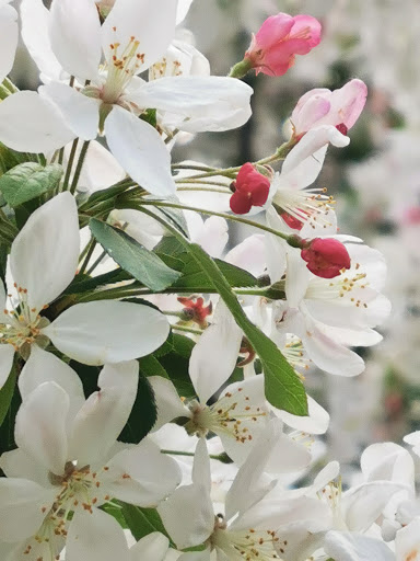 National Park «Georgetown Waterfront Park», reviews and photos, Water St NW, Washington, DC 20007, USA