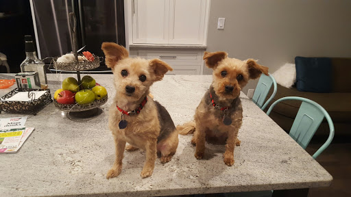 Pet Supply Store «PetSmart», reviews and photos, 131 Highlands Blvd Dr, Manchester, MO 63011, USA