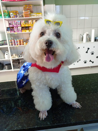 Logo da empresa - Pet Bichos & Cia