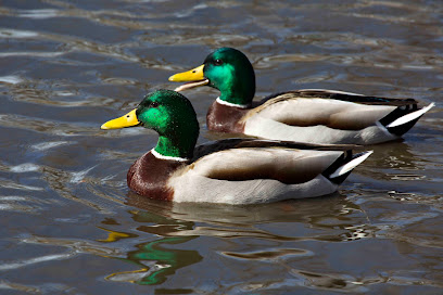 Ann Morrison Park Duck Ponds