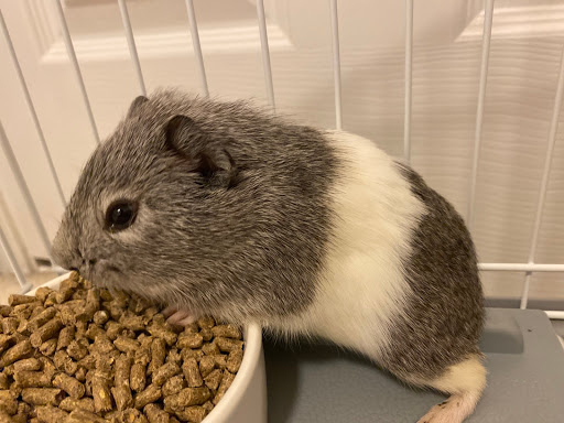 Pet Supply Store «Petco Animal Supplies», reviews and photos, 11331 W Broad St #151, Glen Allen, VA 23060, USA