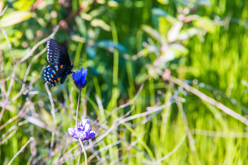 Nature Preserve «UC Davis - Stebbins Cold Canyon Natural Reserve», reviews and photos, CA-128, Winters, CA 95694, USA