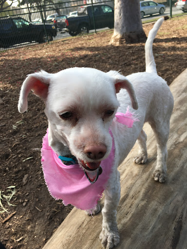 Pet Groomer «Pupazzo Dog Grooming Xprss & Pet Supplies», reviews and photos, 2080 E Pacific Coast Hwy, Long Beach, CA 90804, USA