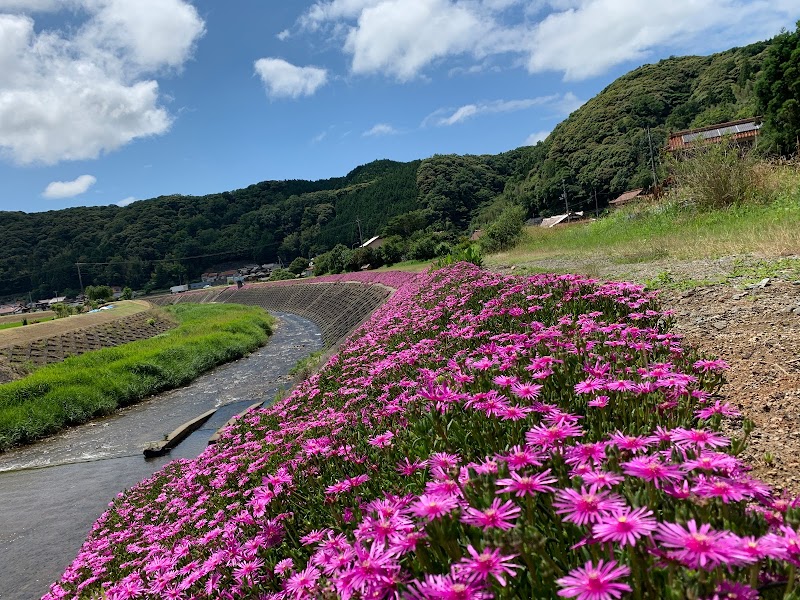 松葉菊の景観