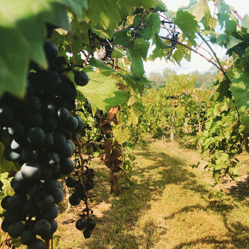 Winery «Flying Otter Winery», reviews and photos, 3402 Chase Rd, Adrian, MI 49221, USA