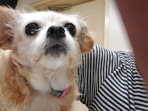 Pet Groomer «Pets & Grooming», reviews and photos, 7952 Florence Ave, Downey, CA 90240, USA