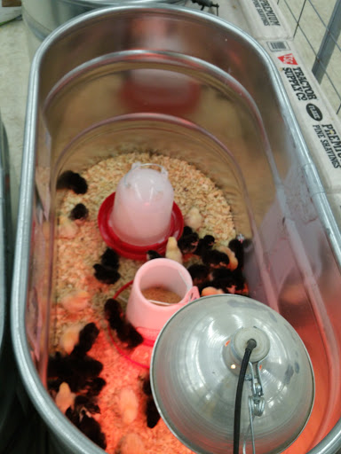 Home Improvement Store «Tractor Supply Co.», reviews and photos, 11181 Maple Ridge Rd, Medina, NY 14103, USA