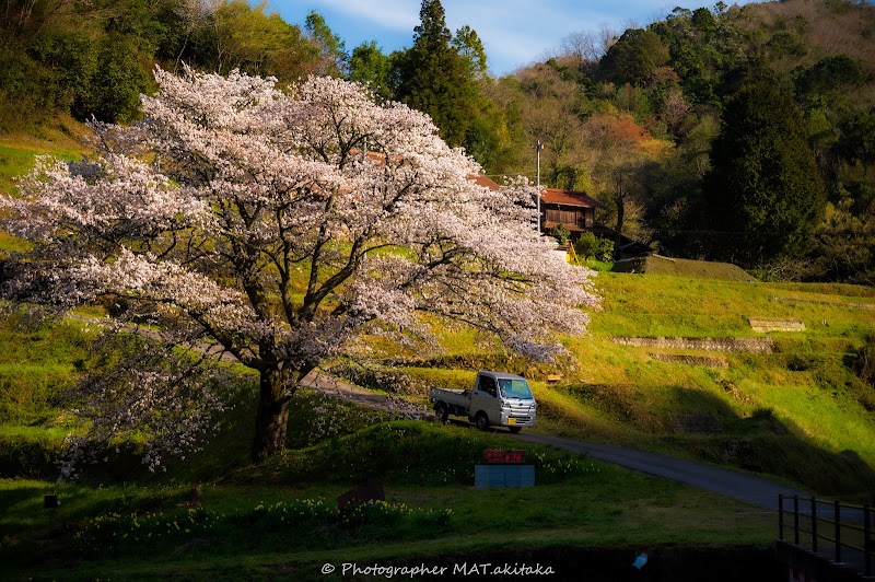 井川の一本桜