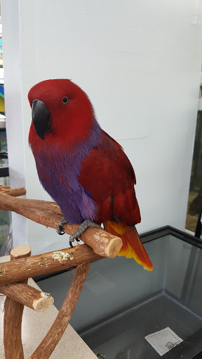 Pet Store «Animal Pet Shop Corporation», reviews and photos, 10843 SW 40th St, Miami, FL 33165, USA