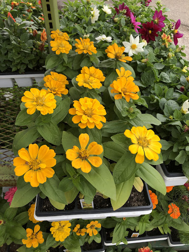 Florist «Dynamic Flowers of Royal Oak», reviews and photos, 3221 N Main St, Royal Oak, MI 48073, USA