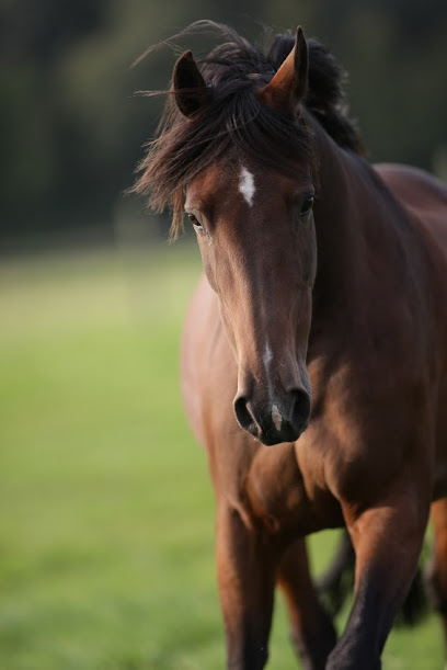 Horsestable studfarm