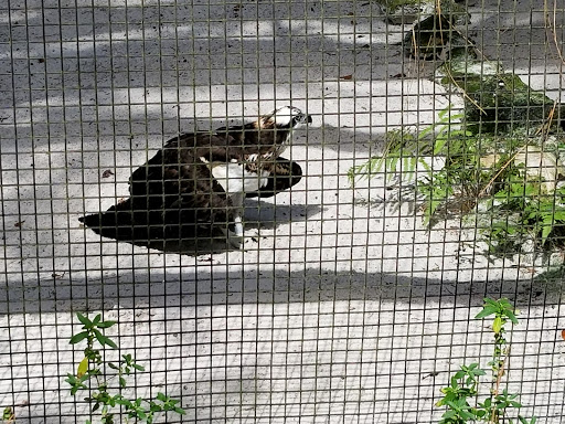 Zoo «Audubon Center for Birds of Prey», reviews and photos, 1101 Audubon Way, Maitland, FL 32751, USA