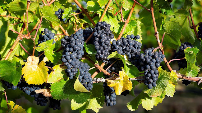 Central Otago Winegrowers Association - Association