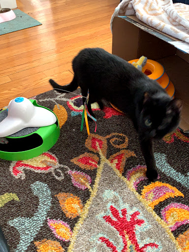 Pet Supply Store «Petco Animal Supplies», reviews and photos, 1333 Centennial Ave, Piscataway Township, NJ 08854, USA