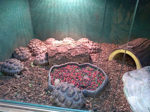 Pet Store «Exotic Pets», reviews and photos, 2410 N Decatur Blvd #160, Las Vegas, NV 89108, USA