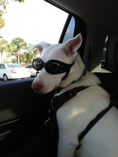 Pet Supply Store «PetSmart», reviews and photos, 2255 Pine Ridge Rd, Naples, FL 34109, USA