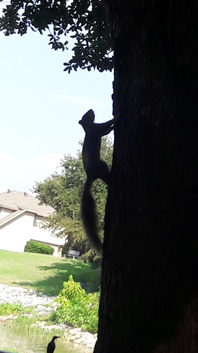 Park «Bowman Springs Park», reviews and photos, 7003 W Poly Webb Rd, Arlington, TX 76016, USA