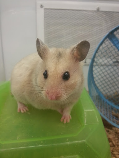 Pet Supply Store «Petco Animal Supplies», reviews and photos, 9078 SE Sunnyside Rd, Clackamas, OR 97015, USA