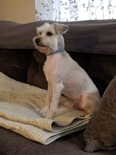 Pet Supply Store «Petco Animal Supplies», reviews and photos, 1145 N Hermitage Rd, Hermitage, PA 16148, USA