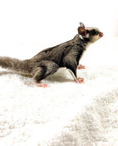 Pet Store «Pet Central», reviews and photos, 1200 Smallhouse Rd, Bowling Green, KY 42104, USA