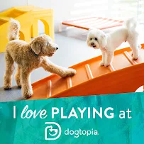 Dogtopia Jacksonville Avenues - Car repair in Jacksonville, FL, Jacksonville - Rated 4.6/5