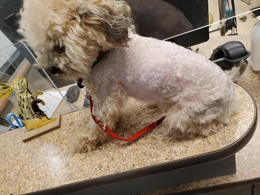 Pet Supply Store «PetSmart», reviews and photos, 8460 Tamarack Village, Woodbury, MN 55125, USA