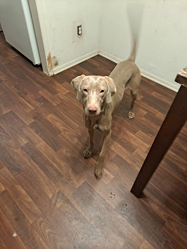 Allied Animal HealthCare image