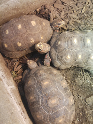 Pet Store «Tye-Dyed Iguana - Reptiles», reviews and photos, 1905 W U.S. 50, Fairview Heights, IL 62208, USA