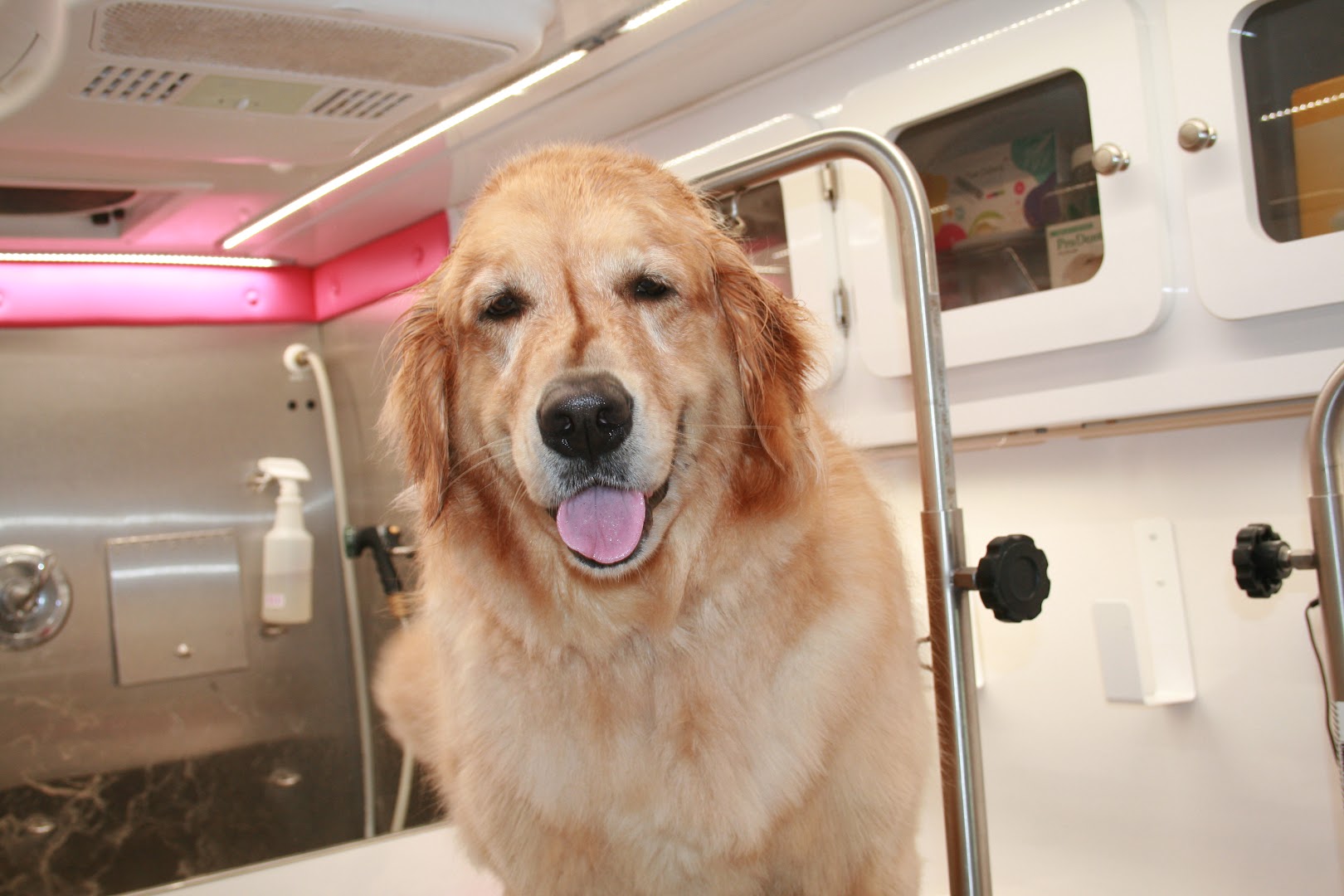 Mobile Pet Grooming West Palm Beach