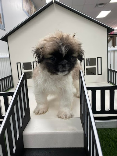 Puppygram Louisville