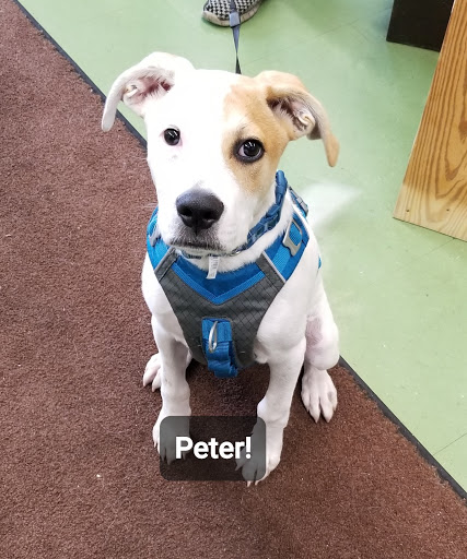 Pet Supply Store «Animal Krackers Inc», reviews and photos, 232 Main St, Gloucester, MA 01930, USA