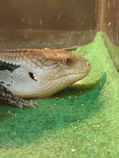 Pet Store «A Family Pet Center», reviews and photos, 6230 N Lockwood Ridge Rd, Sarasota, FL 34243, USA