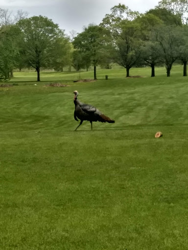 Public Golf Course «Hansen Park Golf Course», reviews and photos, 9800 Underwood Pkwy, Wauwatosa, WI 53226, USA