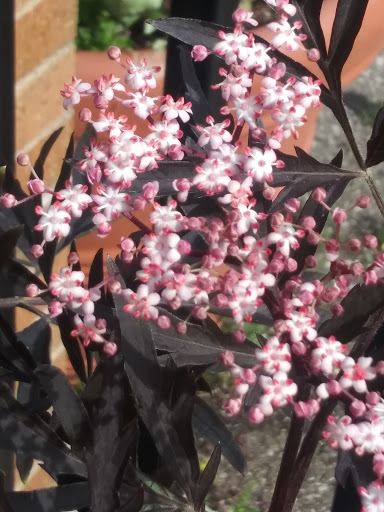 Florist «Ray Hunter Florist & Garden», reviews and photos, 16153 Eureka Rd, Southgate, MI 48195, USA