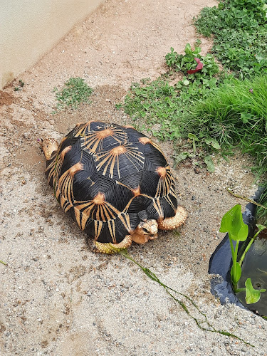 Refuge des tortues à Bessières