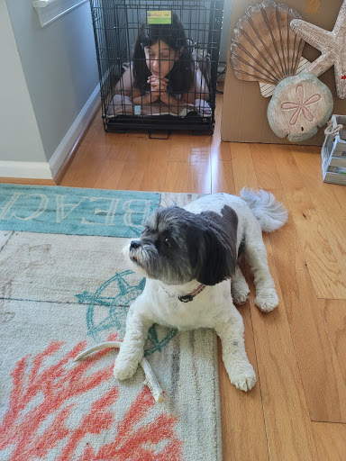 Pet Store «Just Puppies Inc», reviews and photos, 1028 York Rd, Towson, MD 21204, USA