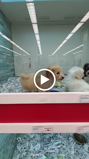 Pet Store «Animal Kingdom», reviews and photos, 4500 N Oracle Rd #254, Tucson, AZ 85705, USA