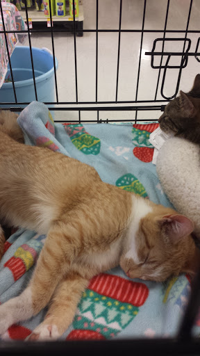 Pet Supply Store «PetSmart», reviews and photos, 1031 Beaver Creek Commons Dr, Apex, NC 27502, USA
