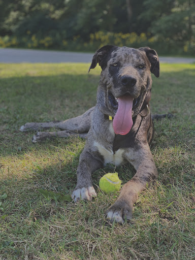 Pet Supply Store «PetSmart», reviews and photos, 4810 1st Ave NE, Cedar Rapids, IA 52402, USA