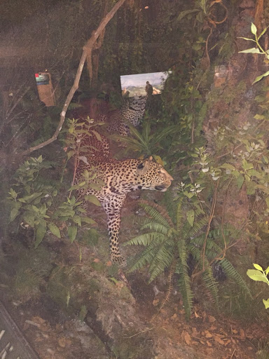 Museum «Museum of the City of New York», reviews and photos, 1220 5th Ave & 103rd St, New York, NY 10029, USA