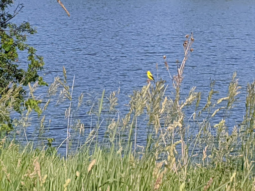 Nature Preserve «Bullfrog Lake», reviews and photos, 9600 Wolf Rd, Willow Springs, IL 60480, USA