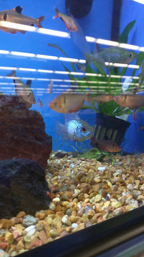 Pet Supply Store «Petco Animal Supplies», reviews and photos, 8404 Eager Rd b, Brentwood, MO 63144, USA