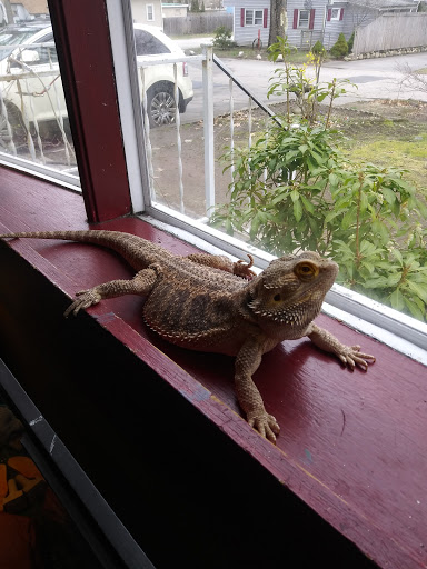 Pet Store «Critter Hut Aquarium & Pets», reviews and photos, 6637 Post Rd, North Kingstown, RI 02852, USA