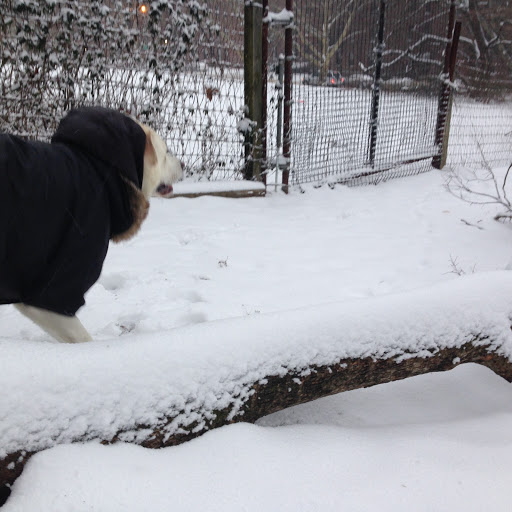 Dog Park «Forest Park Dog Run», reviews and photos, 8445 Park Ln S, Woodhaven, NY 11421, USA